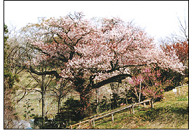 樹齢400年の山桜