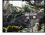 樹齢400年の山桜1